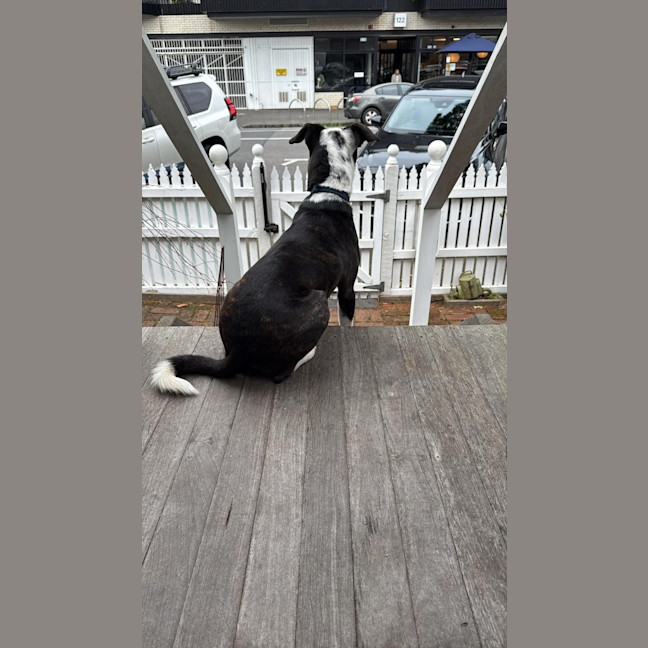 Photo of Comet