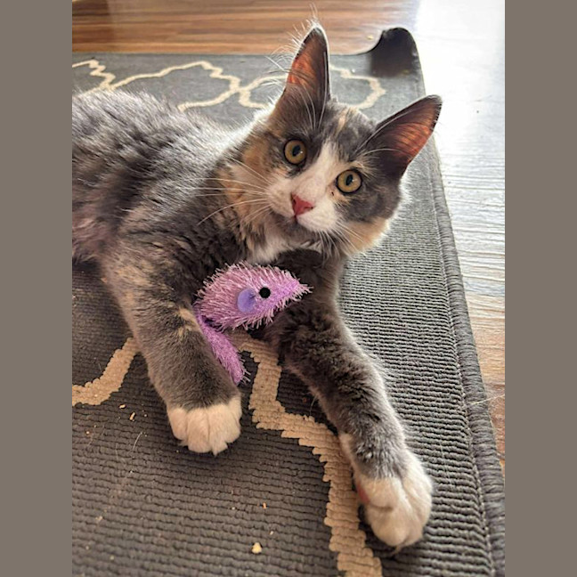 Photo of Millie