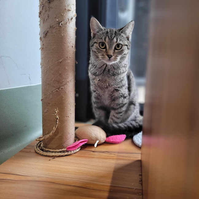 Photo of Penny