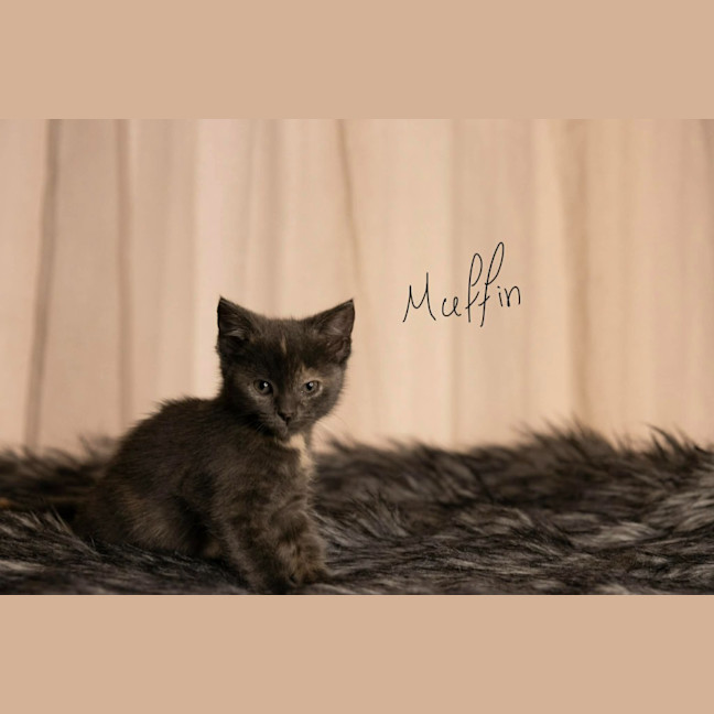 Photo of Muffin 🧁
