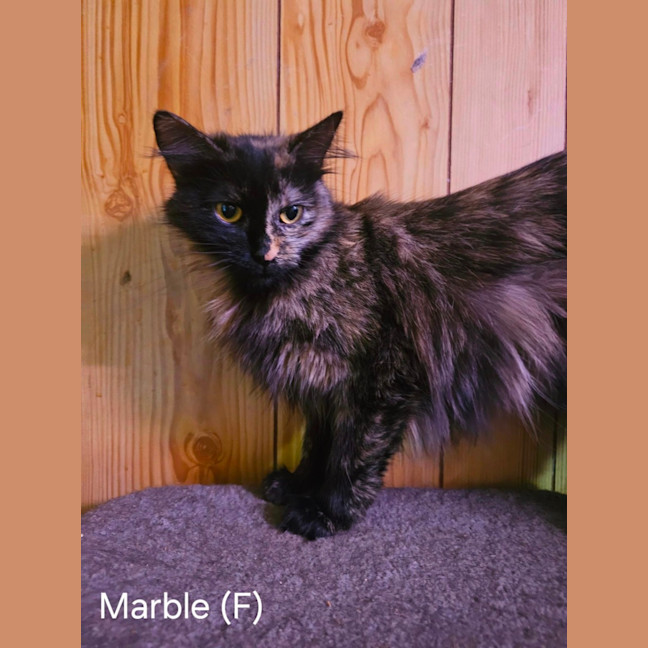 Photo of Marble