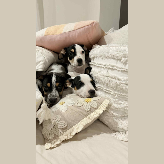 Photo of Novalie (P12)