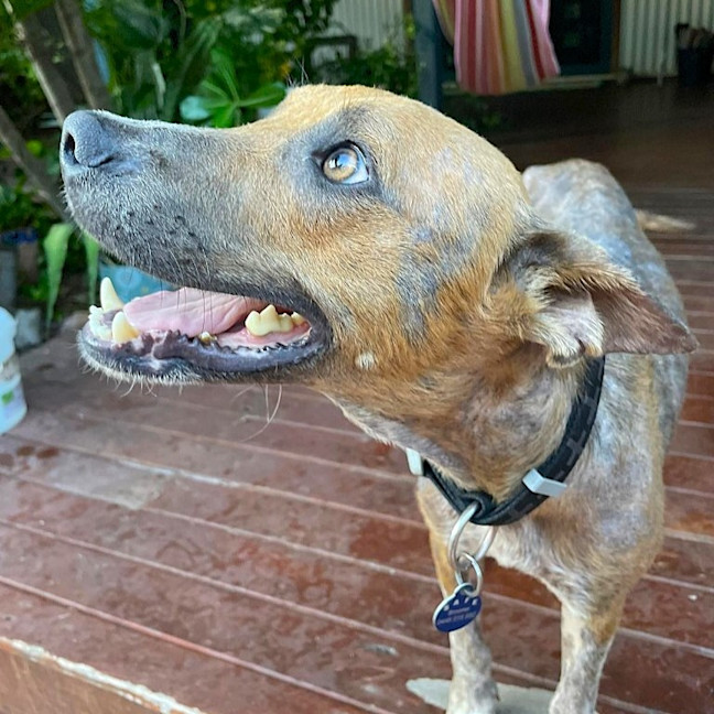 Photo of Diesel