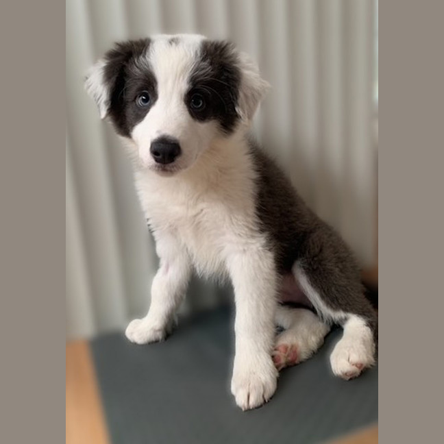 Photo of Bentley