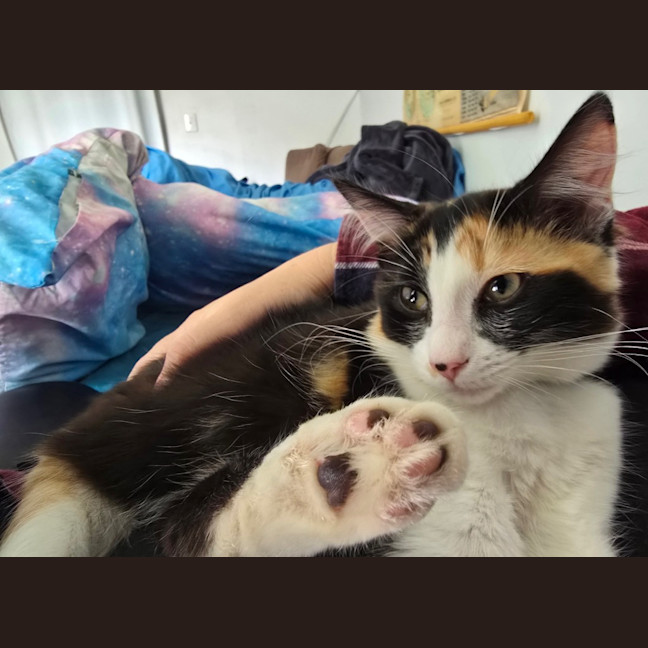 Photo of Mochi