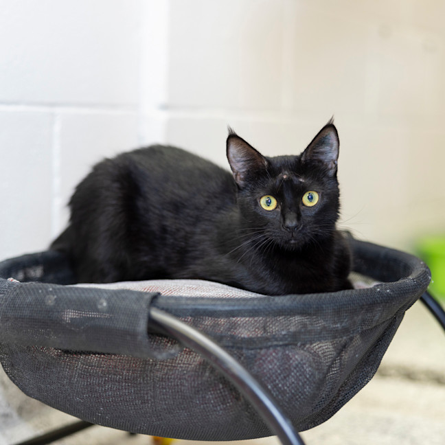 Photo of Missy (Previously Little Miss)