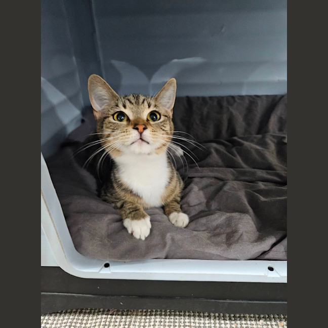 Photo of Milo