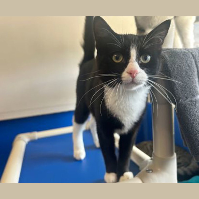 Photo of Marshmallow