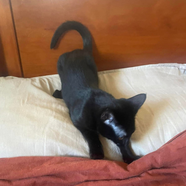 Photo of Purretha Franklin