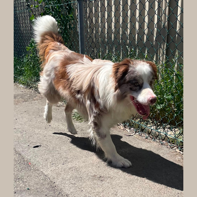 Photo of Buddy