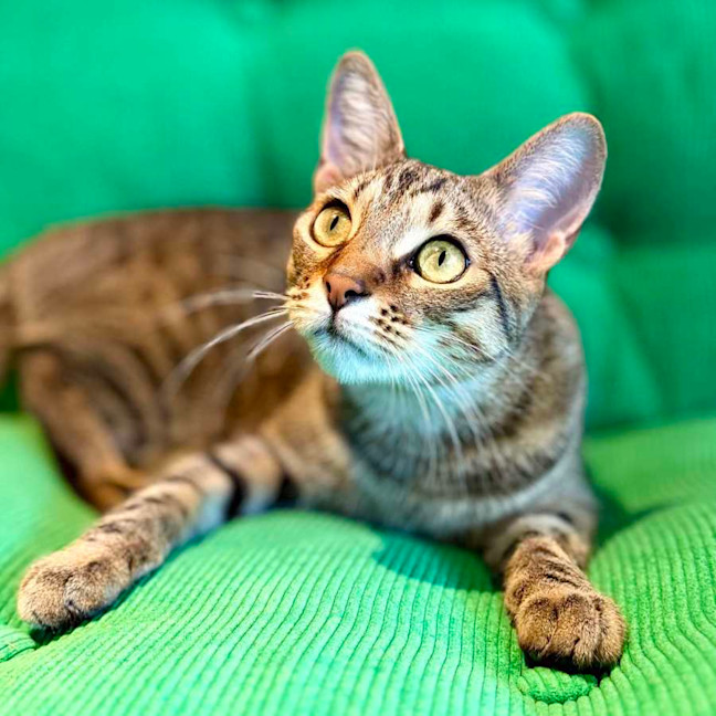 Photo of Treat   Located In Brunswick East