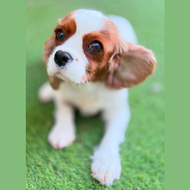 Photo of Riley