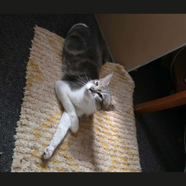 Photo of Juniper