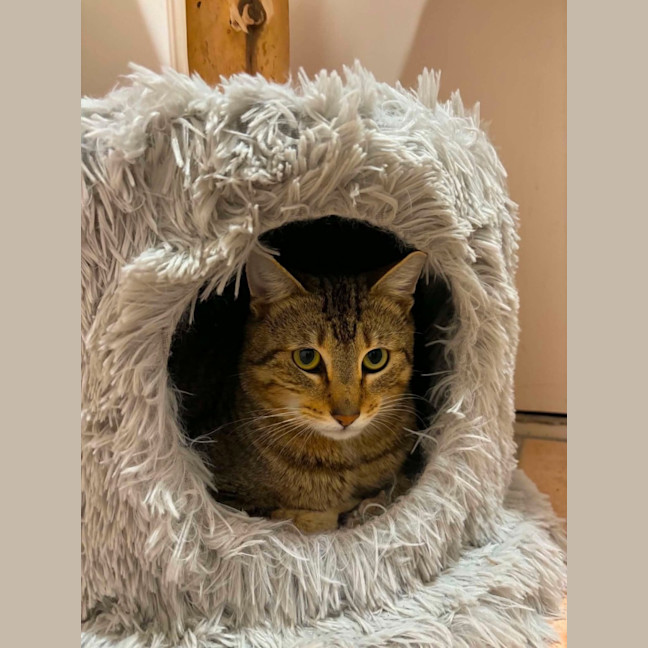 Photo of Dexter   In Foster Care In Bentleigh