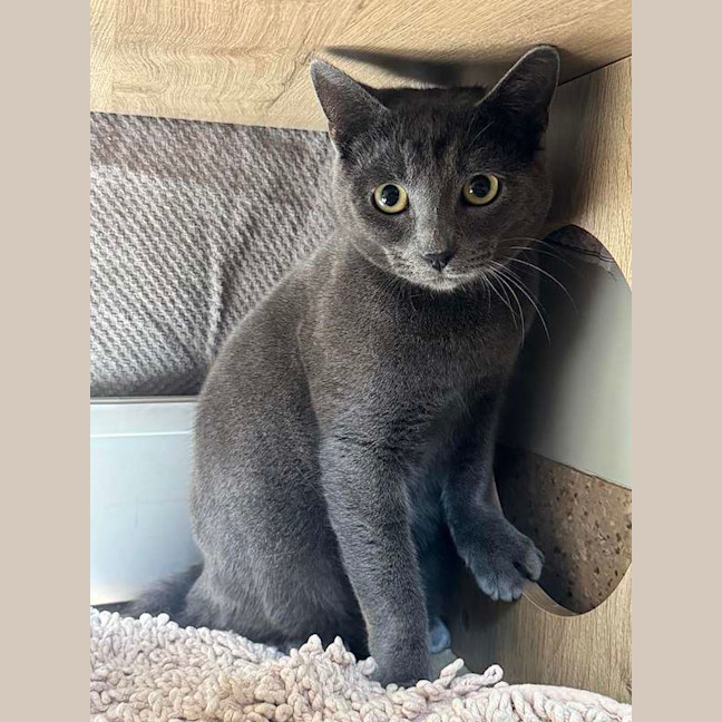 Photo of Smokey