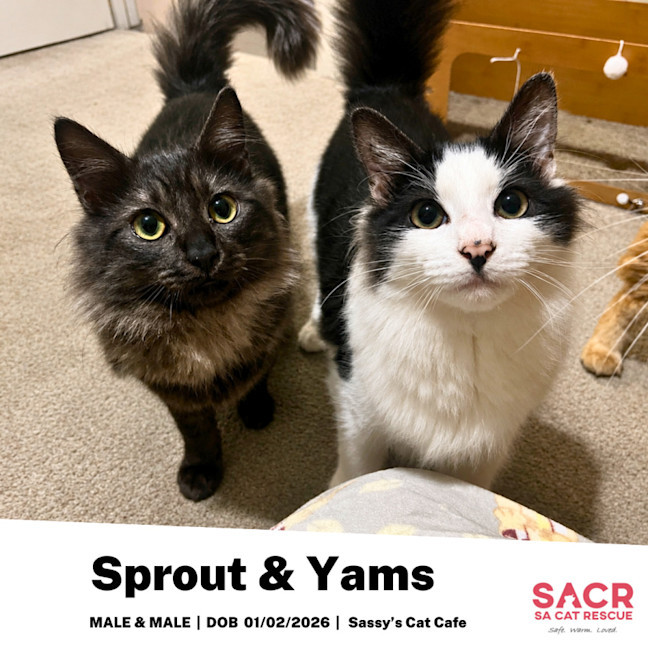 Photo of Sprout & Yams