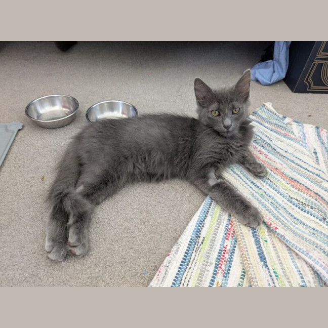 Photo of Earl Grey