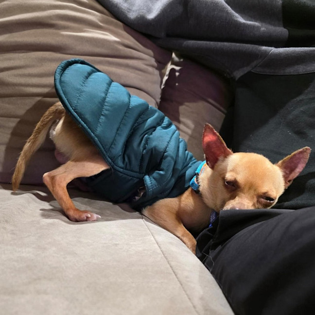 Photo of Pedro   3 Year Old Chihuahua