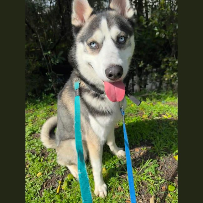 Photo of Luke Skybarker