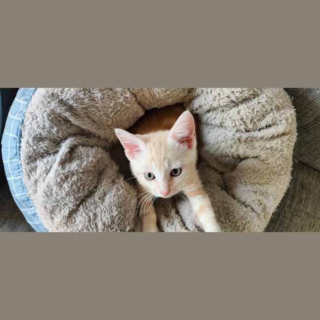 Photo of Bailey