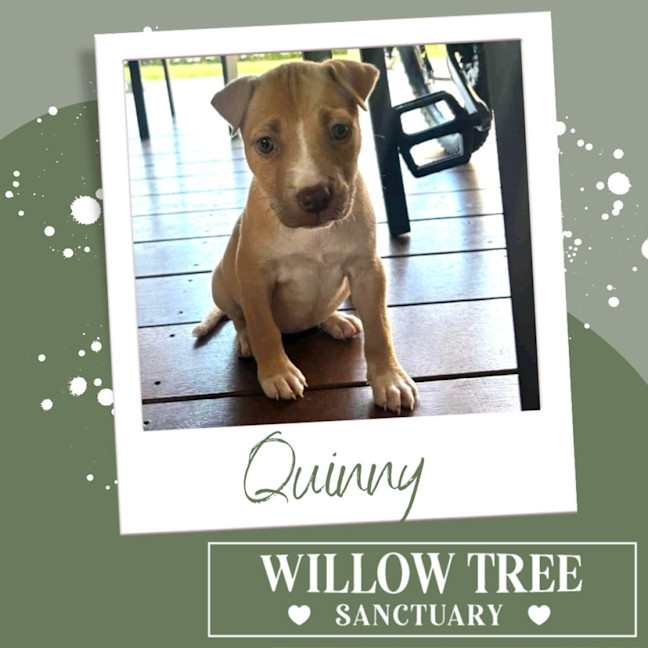 Photo of Quinny