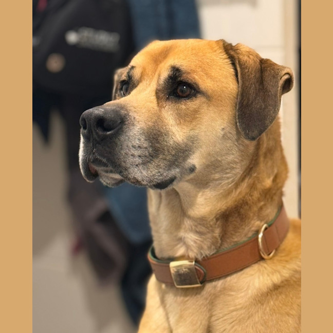 Photo of Rocco