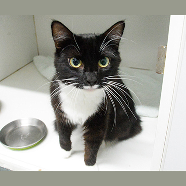 Photo of Whiskers