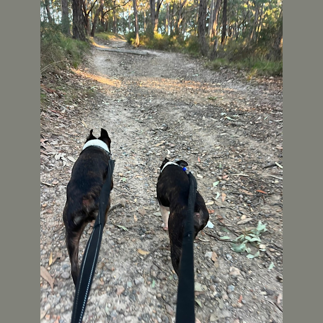 Photo of Cash & Casino   4 & 2 Year Old Boston Terriers
