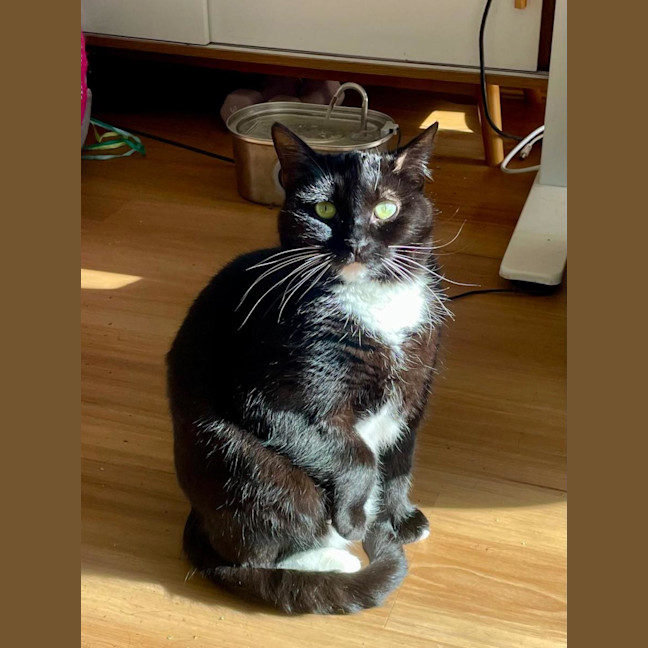 Photo of Pudding