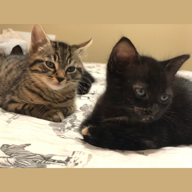 Photo of Misstachio   2 Month Old Domestic Short(trial)