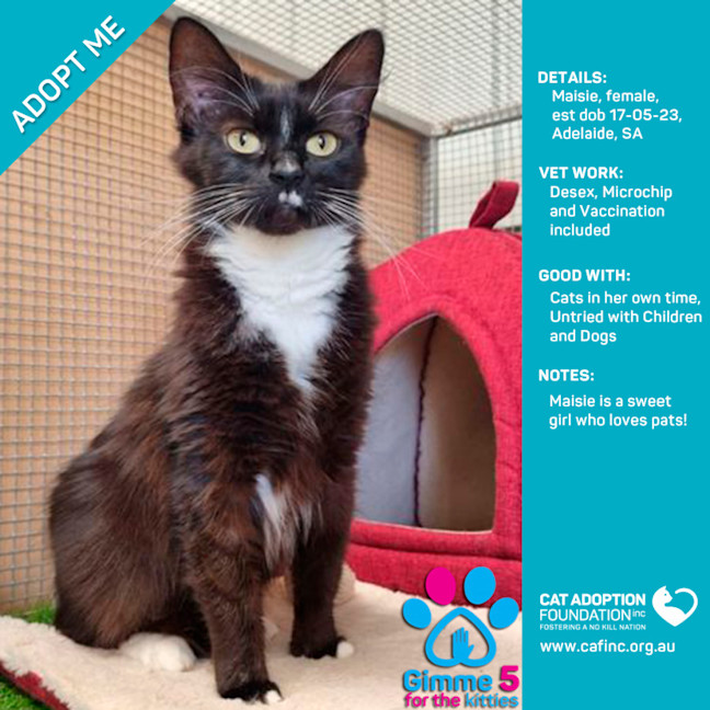 Photo of Maisie Only $39 Limited Time!