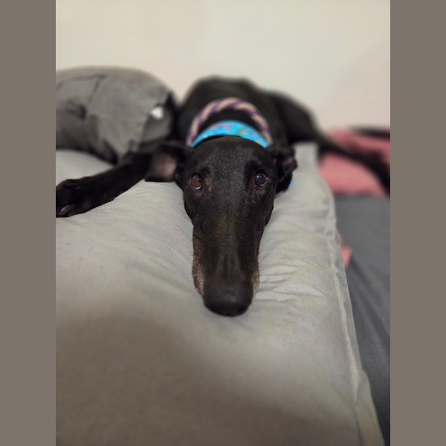 Photo of Jay, The Greyhound