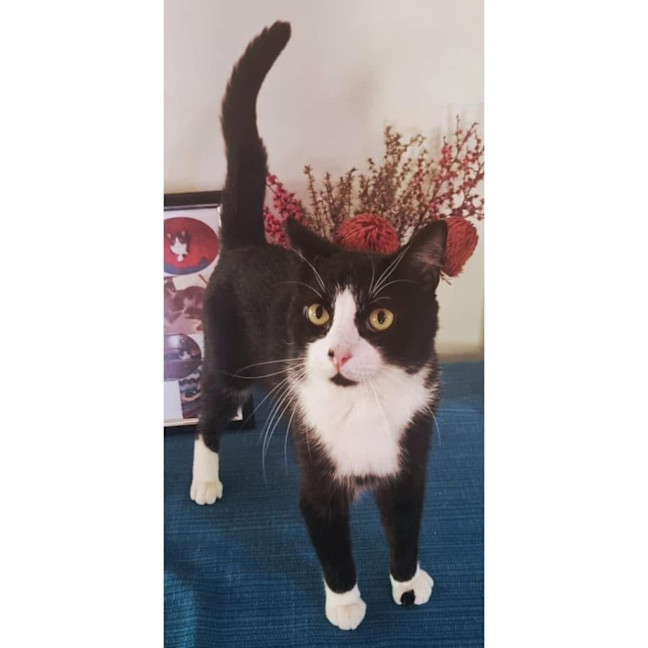 Photo of 11479   Silvester