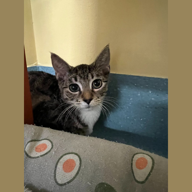 Photo of Donner And Vixen