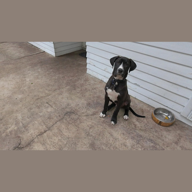 Photo of Nero   3 Month Old Great Dane X (Trial)