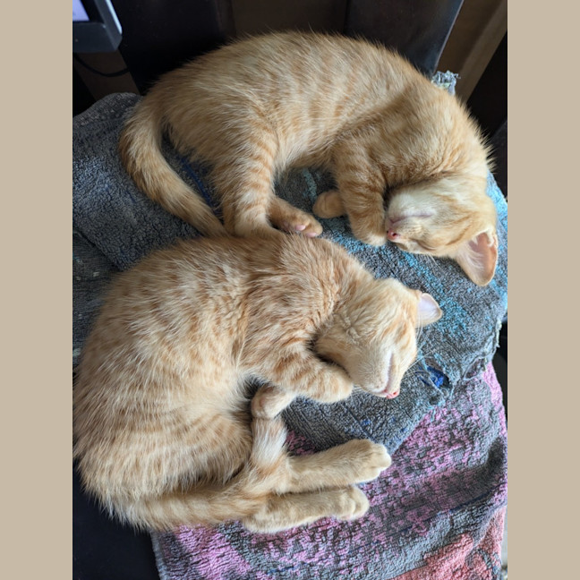 Photo of Fred & George (Aka Quentin & Quigley)