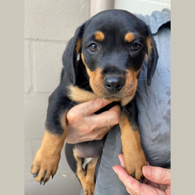 Photo of D1113 Reggie