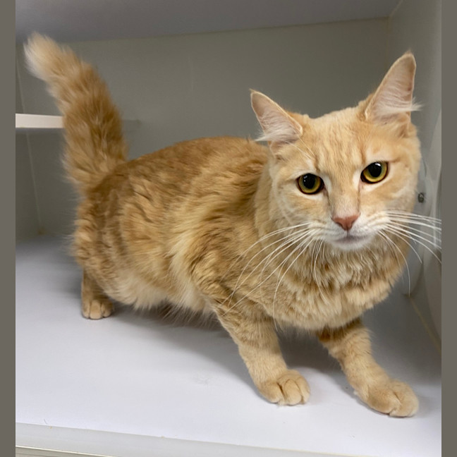 Photo of Cinnamon