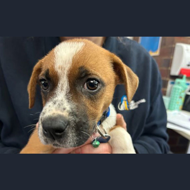 Photo of Piper