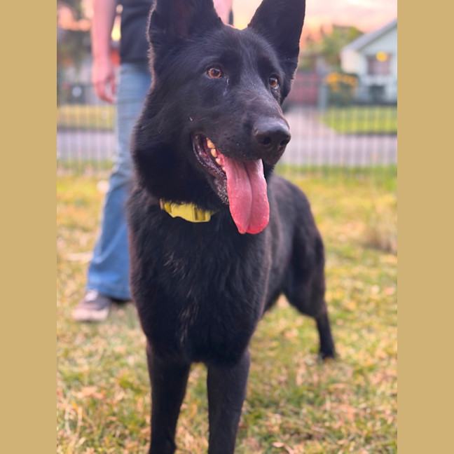 Photo of Luna