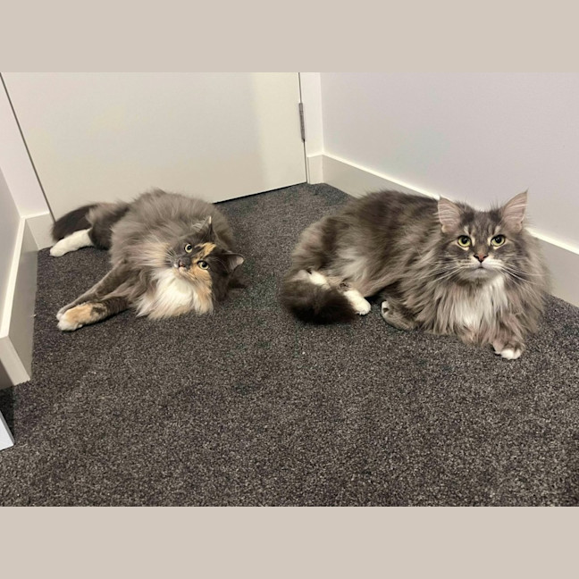 Photo of Teddy & Honk Honk   In Foster Care In Coburg