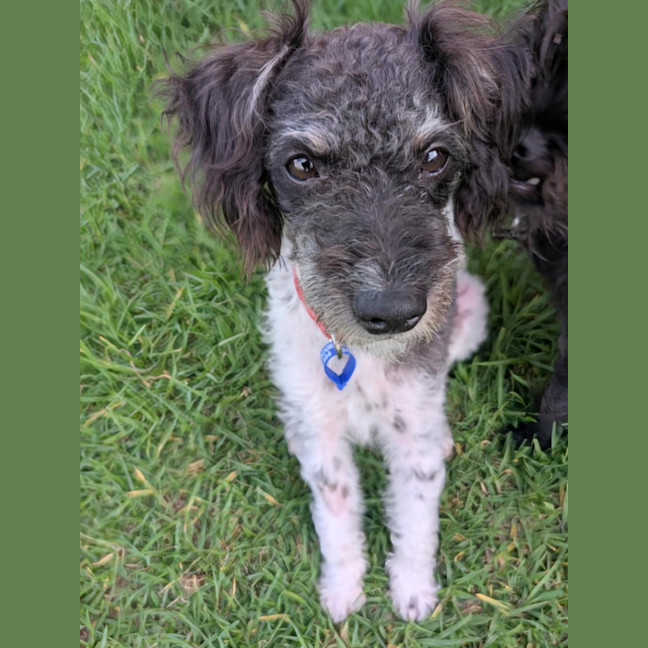 Photo of Jack   1 Year Old Poodle X Terrier 