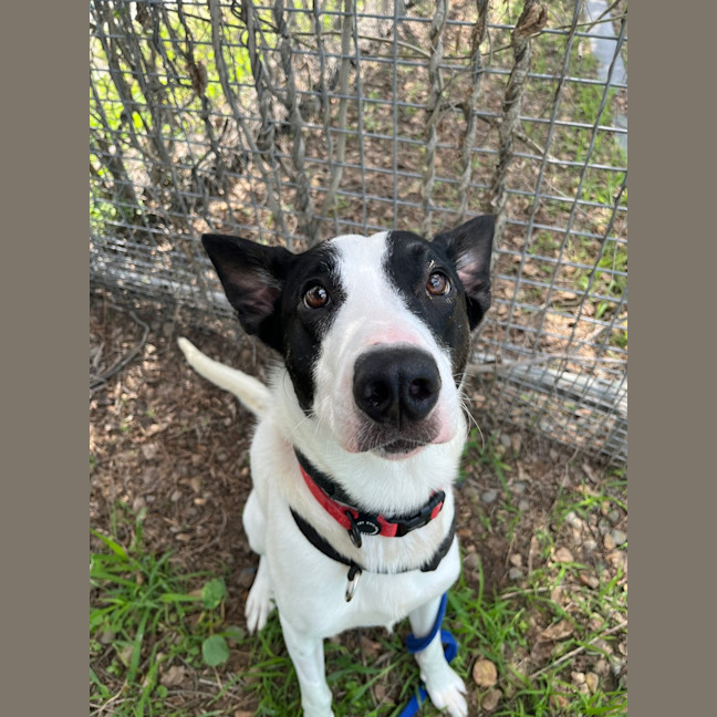 Photo of Bandit