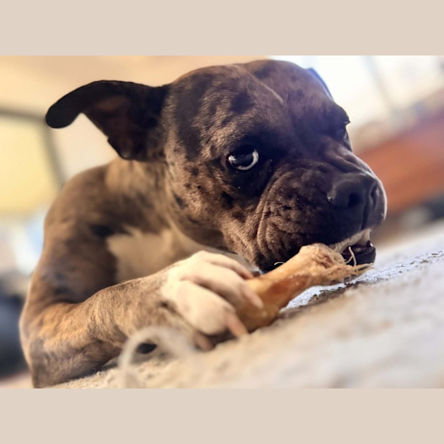 Photo of Koda