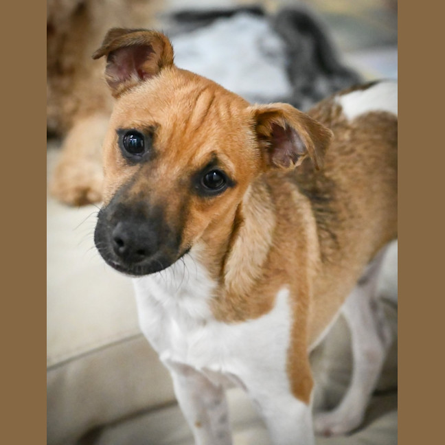 Photo of Cookie