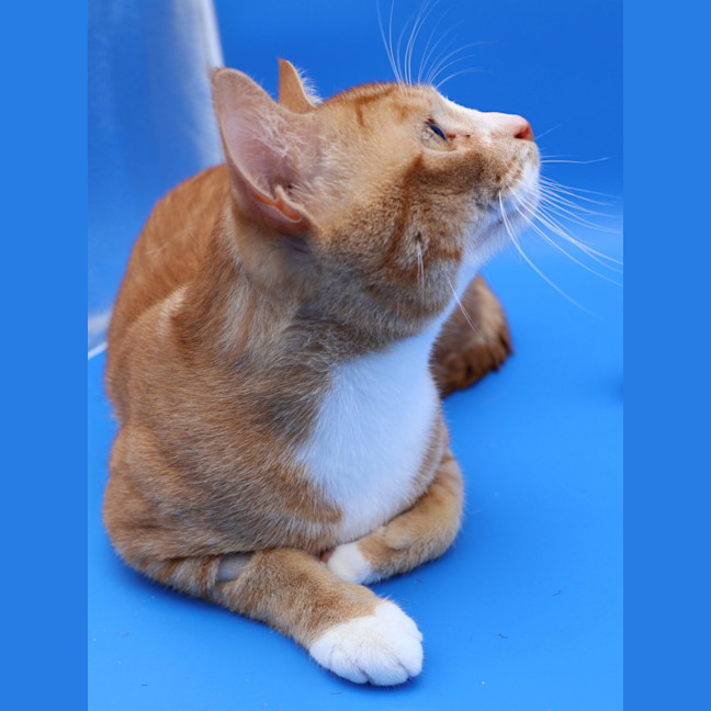 Photo of Pumpkin   Now Available Pet Quarters Glendale