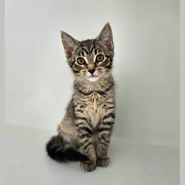 Photo of Rocket