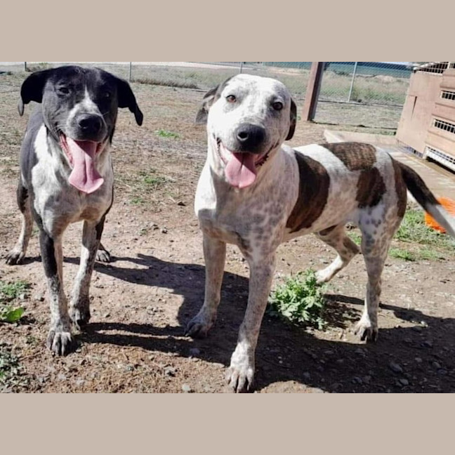 Photo of Tess Tickles