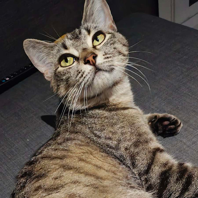 Photo of Marceline   In Foster Care In Preston