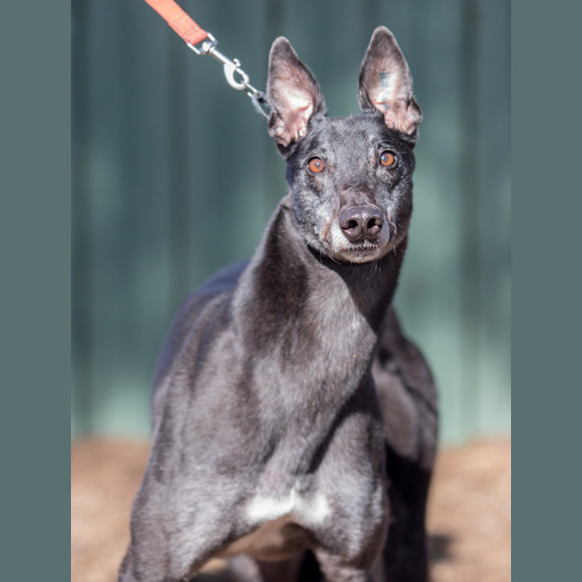 Photo of Sabre Tooth